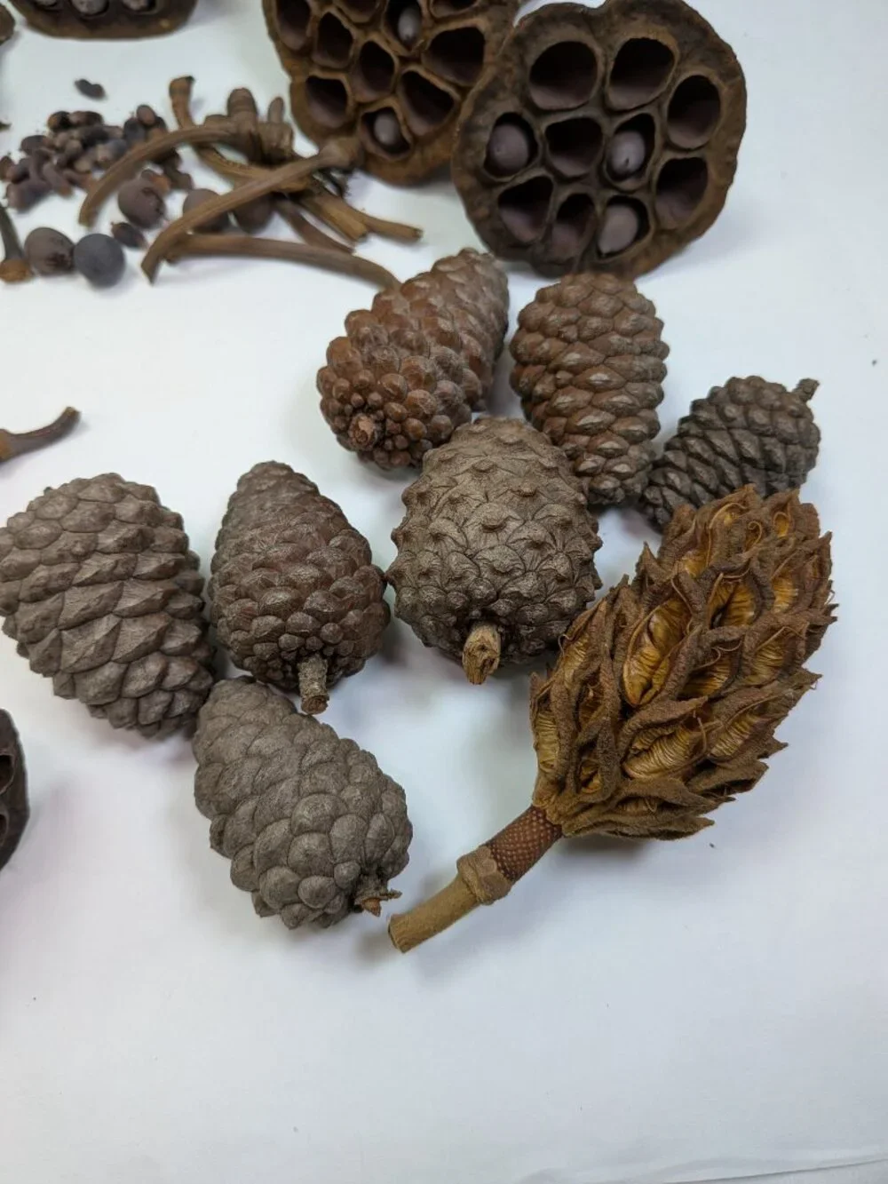 Dried Lotus Pods Pine Cones 35 pc Lot Craft Floral Arrangement Decor Botanical
